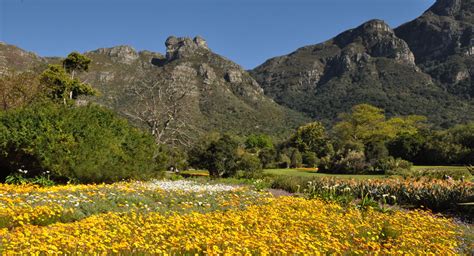 511 Kirstenbosch Botanical Gardens Stock Photos